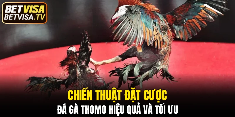 Chiến thuật đặt cược đá gà Thomo hiệu quả và tối ưu