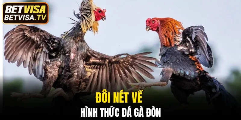 Đá gà đòn - Nét đặc sắc truyền thống hiện nay