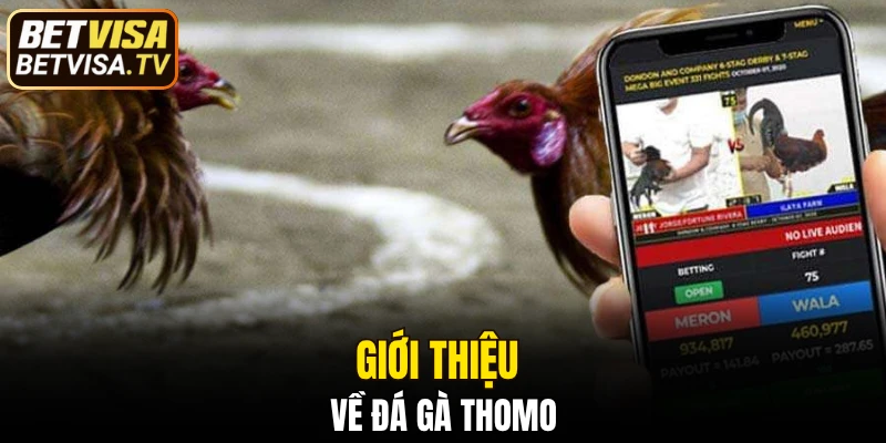 Giới thiệu về đá gà Thomo